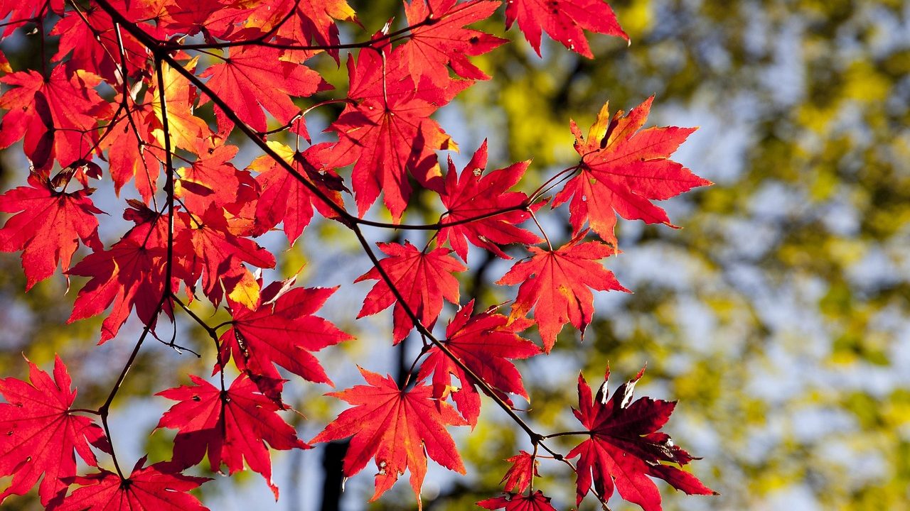 Lektionstipset – höstquiz 2025